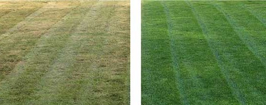 Lawn care transformation — York PA